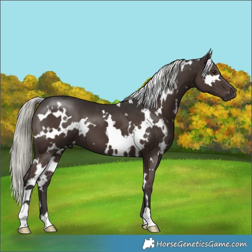 Horse Color:White Spotted Liver Chestnut Mushroom 