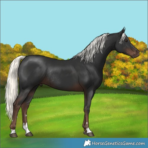 Horse Color:Liver Chestnut Mushroom Rabicano 