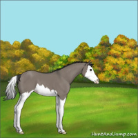Horse Color:Grullo Splash 