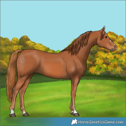 Horse Color:Chestnut 