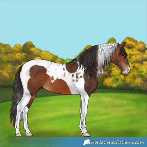 Horse Color:Bay Tobiano 