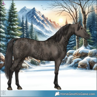 Horse Color:Smoky Grullo Ice Rabicano