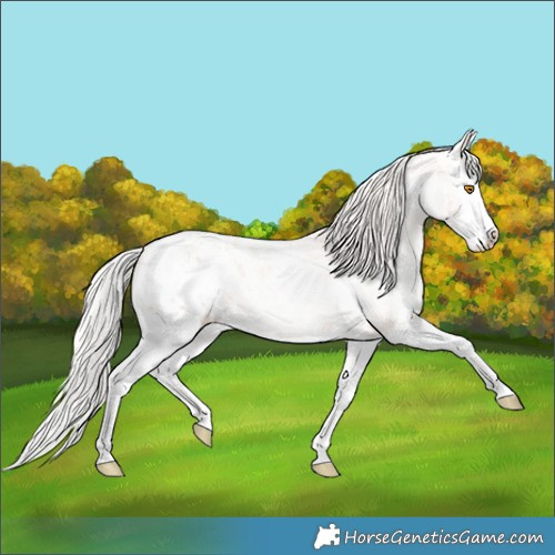 Horse Color:Silver Classic Champagne Ice Roan Splash Appaloosa 