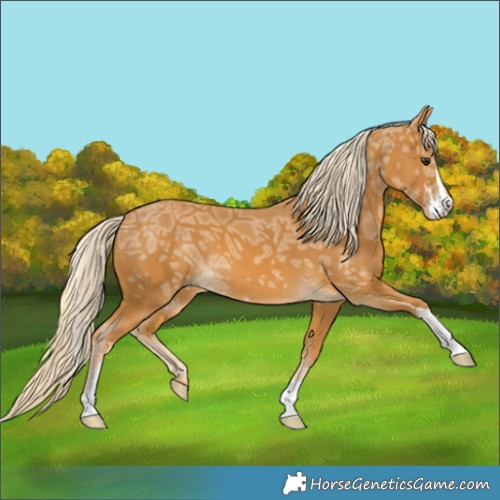 Horse Color:Palomino Ice Sabino 