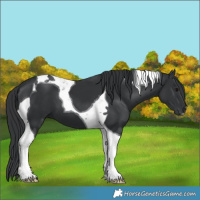 Horse Color:Black Tobiano 