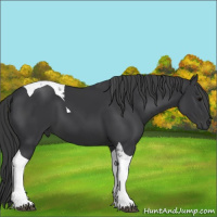 Horse Color:Black Tobiano 