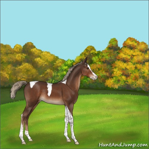 Horse Color:Liver Chestnut Splash Tobiano Rabicano 