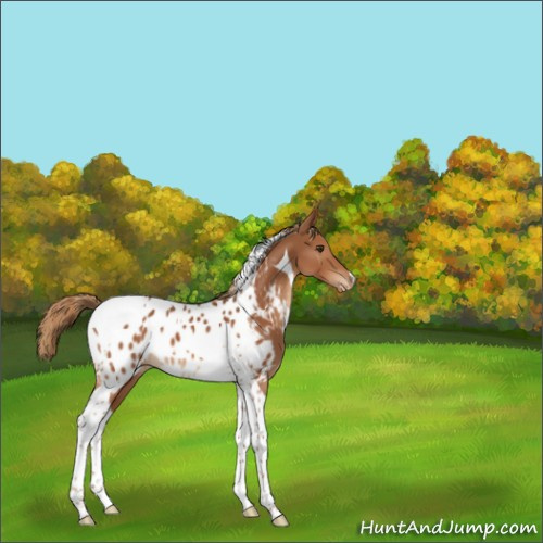 Horse Color:Chestnut Tobiano Appaloosa 