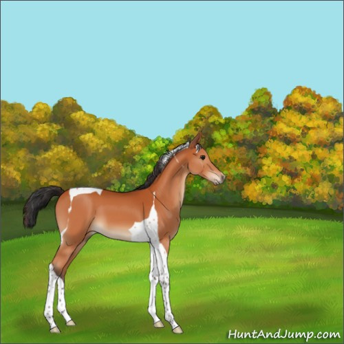 Horse Color:Bay Tobiano 