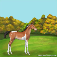 Horse Color:Bay Tobiano 