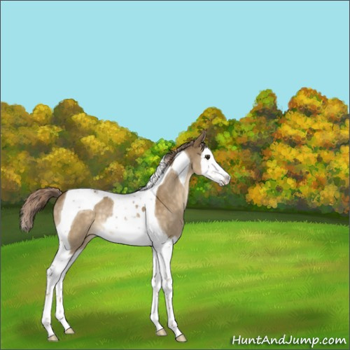 Horse Color:Chocolate Palomino Splash Tobiano Appaloosa Rabicano 