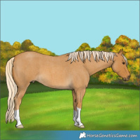 Horse Color:Palomino Roan 