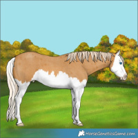 Horse Color:Palomino Roan Splash 