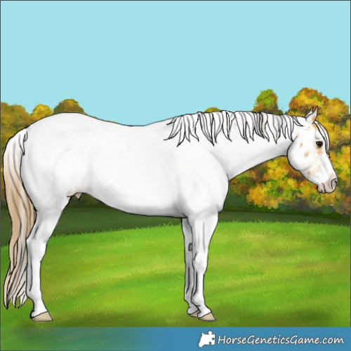 Horse Color:White Spotted Buckskin Appaloosa 