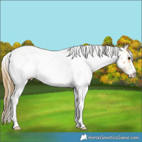 Horse Color:White Spotted Buckskin Appaloosa 