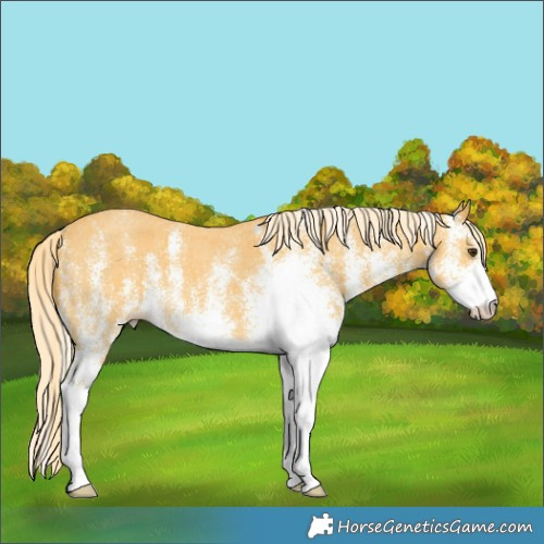 Horse Color:White Spotted Palomino