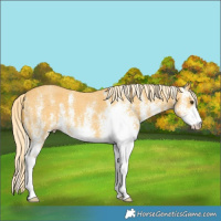Horse Color:White Spotted Palomino 