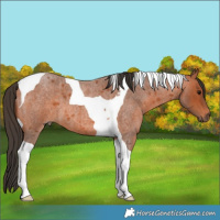 Horse Color:Bay Roan Tobiano 