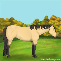 Horse Color:Buckskin 