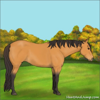 Horse Color:Buckskin 