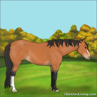 Horse Color:Bay 