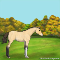 Horse Color:Buckskin Roan 