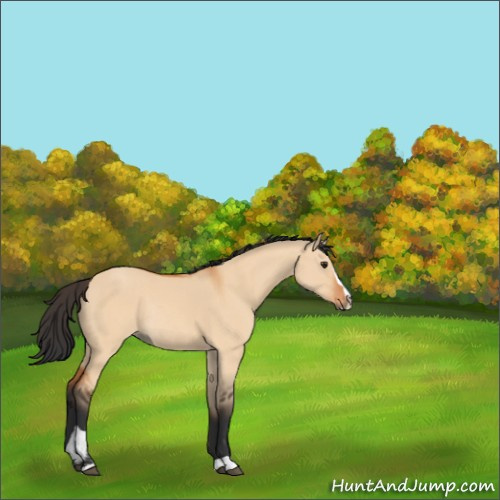 Horse Color:Bay Dun Sabino Rabicano 