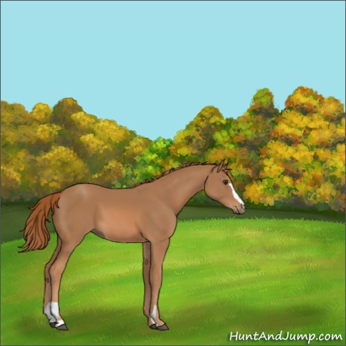 Horse Color:Chestnut Sabino 