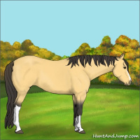 Horse Color:Buckskin 