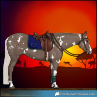 Horse Color:White Spotted Silver Black 