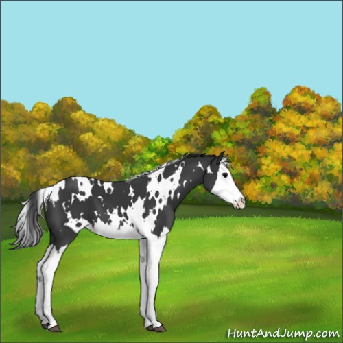 Horse Color:White Spotted Black Splash 