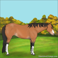 Horse Color:Bay 