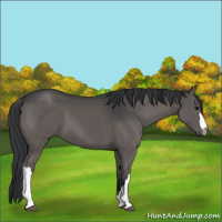Horse Color:Black 