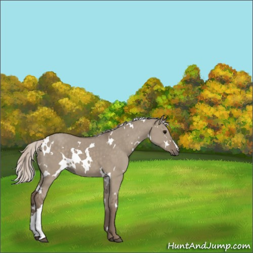 Horse Color:White Spotted Silver Grullo 
