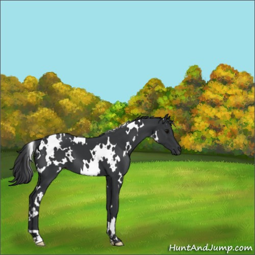 Horse Color:White Spotted Black 