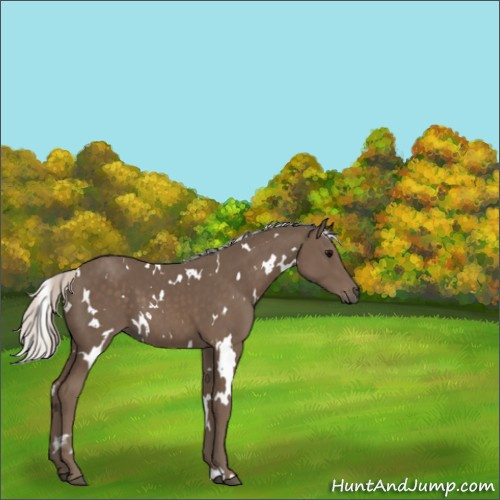 Horse Color:White Spotted Silver Black 
