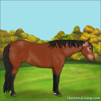 Horse Color:Gray Bay 