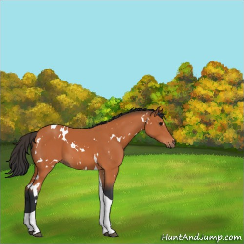 Horse Color:White Spotted Bay Tobiano 