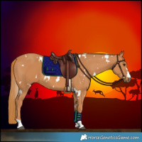 Horse Color:White Spotted Chestnut 