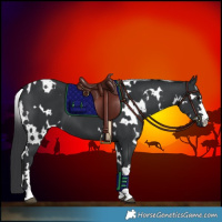 Horse Color:White Spotted Black 