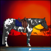 Horse Color:White Spotted Black 