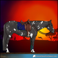 Horse Color:White Spotted Smoky Black 