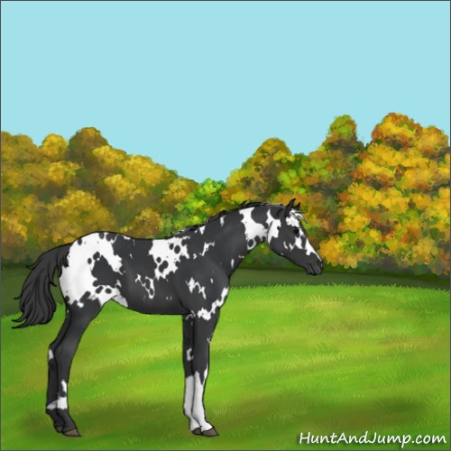 Horse Color:White Spotted Black 