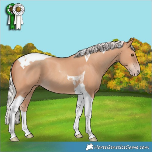 Horse Color:Silver Classic Champagne Tobiano