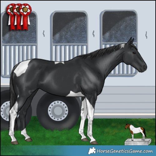 Horse Color:Black Tobiano