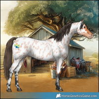 Horse Color:Bay Roan Appaloosa 