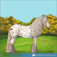 Horse Color:Gold Champagne Appaloosa 