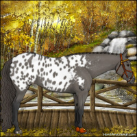 Horse Color:Grullo Appaloosa 