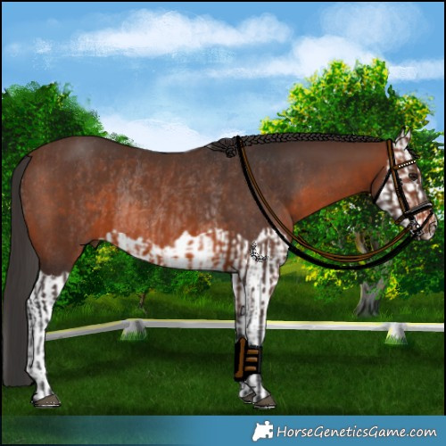 Horse Color:Brown Rabicano and Brown Splash Rabicano