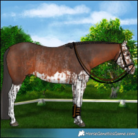 Horse Color:Brown Rabicano  and Brown Splash Rabicano 